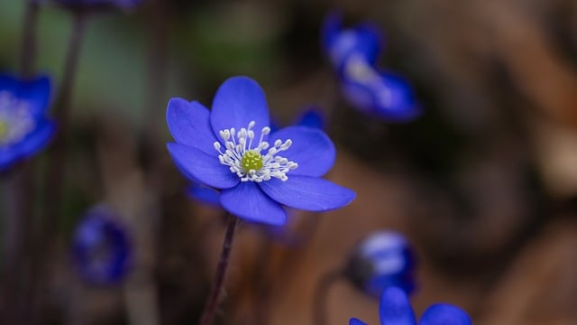 任意後見契約の流れ